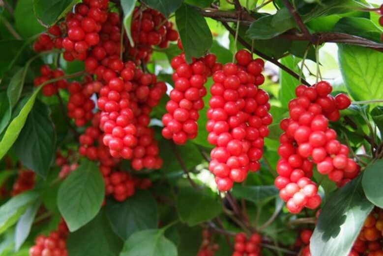 Schisandra potencijai padidinti